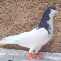 کبوترچپ سیاه نرهمچی تموم هویی