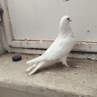 کاشانی یا تهرانی|پرنده|بندر ماهشهر, |دیوار