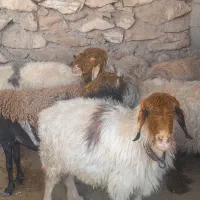 میش|حیوانات مزرعه|مسجد سلیمان, |دیوار