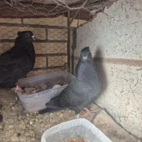 جوجه غلاغ دمگیر کاکلی مور دمدار چشم مشکی|پرنده|اصفهان, شهشهان|دیوار