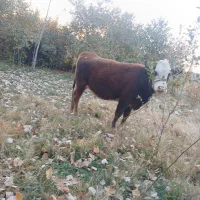 فروش گوساله سیمینتال