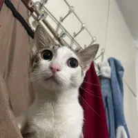 واگذاری گربه