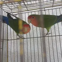 خانه پرندگان لاهیجان میدان جمهوری بلوار توحید|پرنده|لاهیجان, طالقانی|دیوار