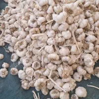 سیر بذری درجه 1 همدان جهت کاشت|حراج|خرمآباد, |دیوار