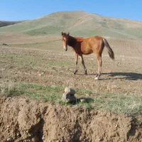 اسب 5ماهه|حیوانات مزرعه|دره رود, |دیوار