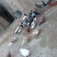 کبوتر|پرنده|شیراز, کوشک میدان|دیوار