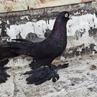 کبوتر قره وقرمز|پرنده|اهر, |دیوار