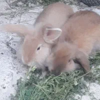 دو عدد خرگوش لوپ|موش و خرگوش|شوشتر, |دیوار