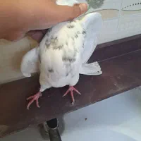 طوقی ماده مست مست اهل