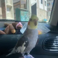 عروس هلندی
