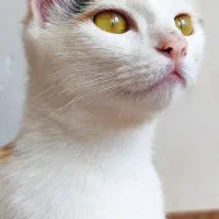 واگذاری گربه