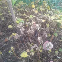 فروش اورتانسیا زمینی با کیفیت