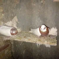 کبوتر پرشی و اویناخ|پرنده|خسروشاه, |دیوار