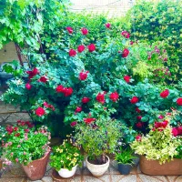 خانه دو طبقه شیک در خیابان ابوذر گلدیس