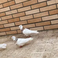 کبوتر طوقی|پرنده|خمینی‌شهر, |دیوار