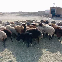 میش جوان معاوضه با ماشین|حیوانات مزرعه|محمدشهر, محمدشهر|دیوار