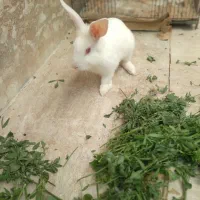 خرگوش