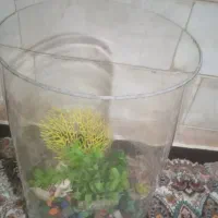 اکواریوم دایره سالم سالم