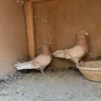 ۳جفت نروماده عالی|پرنده|چهاردانگه (تهران), |دیوار