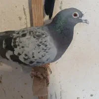 کبوتر|پرنده|مرودشت, استادیوم|دیوار