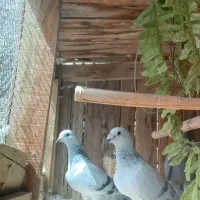 کبوتر