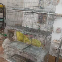 قفس جوجه پران هشت خان