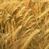 جو مرغوب وباکیفیت