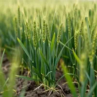 معجزه گل گیاهان