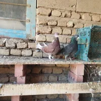 کفتر پرشی عالی درجه یک