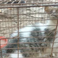 گربه مجانی|گربه|بوشهر, |دیوار