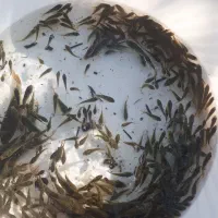 ماهی گرم کپور