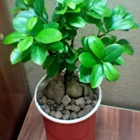 گل گیاه اپارتمانی بنسای دو عدد