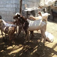 نری یک ساله پاکستانی