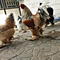 جوجه تخم برهما سلطان فر پولند فونیکس کوشین آراکانا|حیوانات مزرعه|کرمان, |دیوار