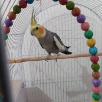 عروس هلندی نر سخنگو