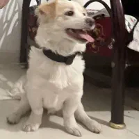 سگ اشپیتز کراس|سگ|رشت, جانبازان|دیوار