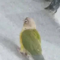 دو عدد طوطی گیرینچیک گم شده است|حیوانات|امیدیه, |دیوار