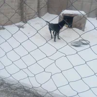 سرابی|سگ|بستان آباد, |دیوار