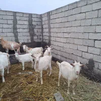 بز سانن ماده|حیوانات مزرعه|جلفا, |دیوار