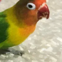 کوتوله گمشده