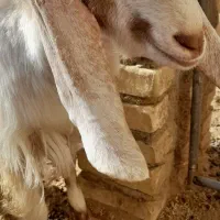دو راس کره نر و ماده|حیوانات مزرعه|حمیدیا, |دیوار