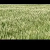 زمین کشاورزی|فروش زمین و ملک کلنگی|سوسنگرد, |دیوار