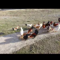 زمین-کشاورزی