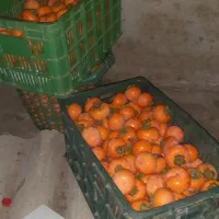 خرمالو محلی|حراج|آستارا, |دیوار