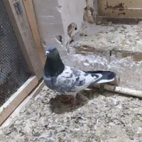 کبوتر پاکستانی