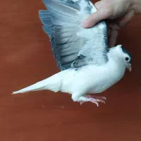 کبوتر دوبال