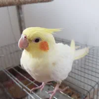 عروس هلندی نر و ماده