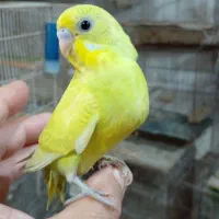 تعدادی پرنده برای فروش