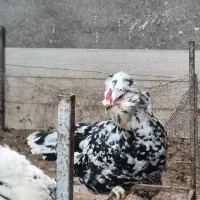 جوجه گلین ریشو چهل تاج خالسوزنی پنگوئنی