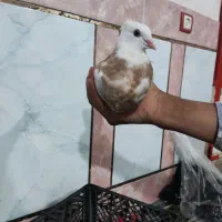 جوجه طوق زرد|پرنده|گتوند, |دیوار